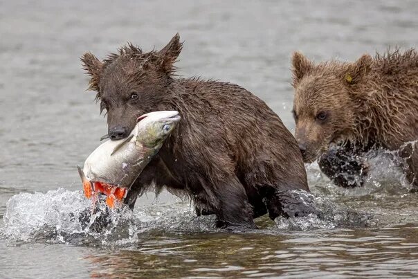 Медведи на камчатке фото The "My booty !" The bear-segolet ducked a large fish and does not want to share