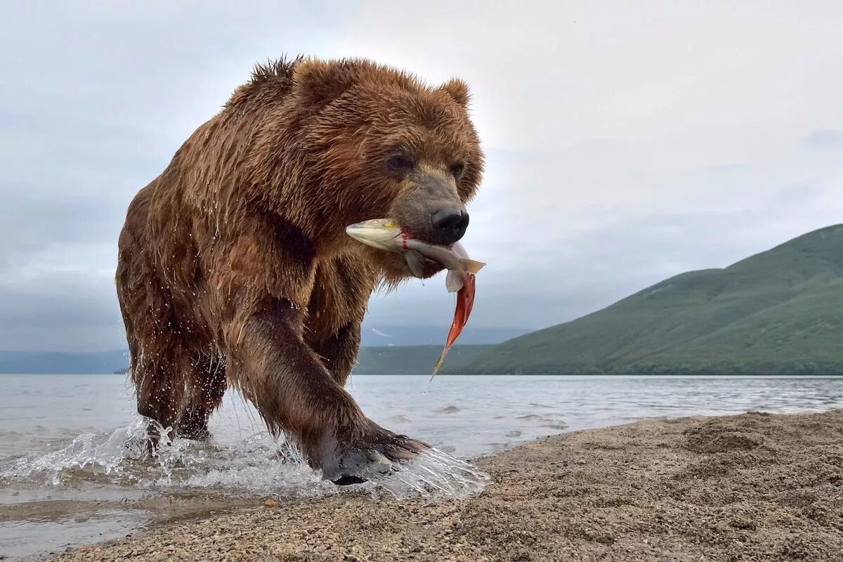 Медведи на камчатке фото Photographer Spends Years Capturing Incredible Up-Close Photos of Brown Bears Br