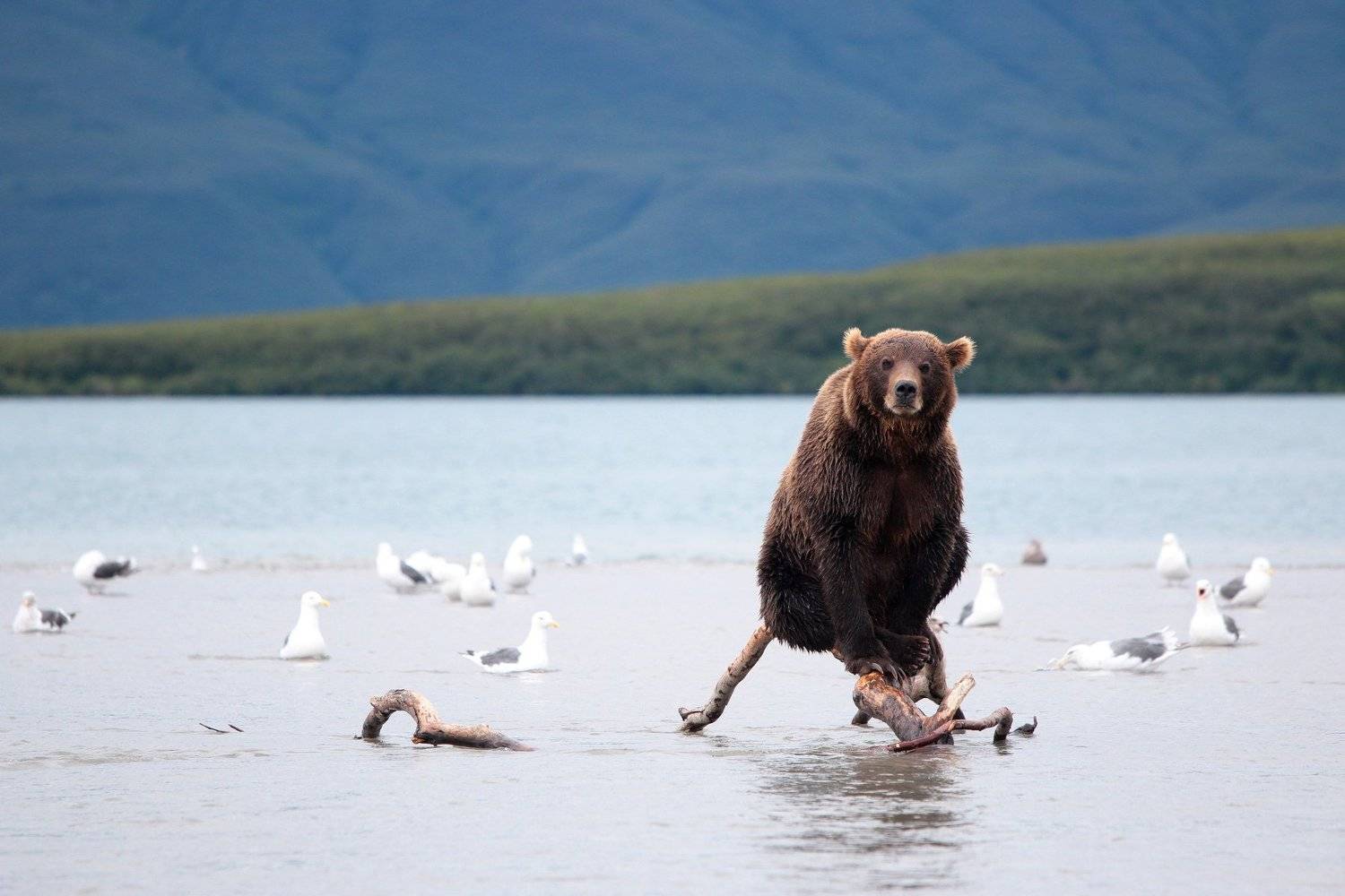 Медведи на камчатке фото Фотоконкурс Медведи - 35AWARDS