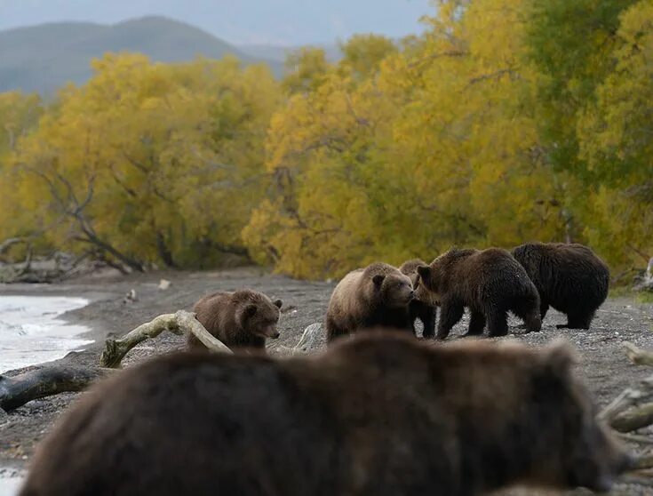 Медведи на камчатке фото Это не фотошоп, это... две медвежьих семьи:) Медведь, Озера, Медвежата