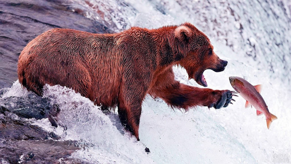 Медведи на камчатке фото Pin by Юлия on art - Медведи Fish wrap, Quincy, Brown bear