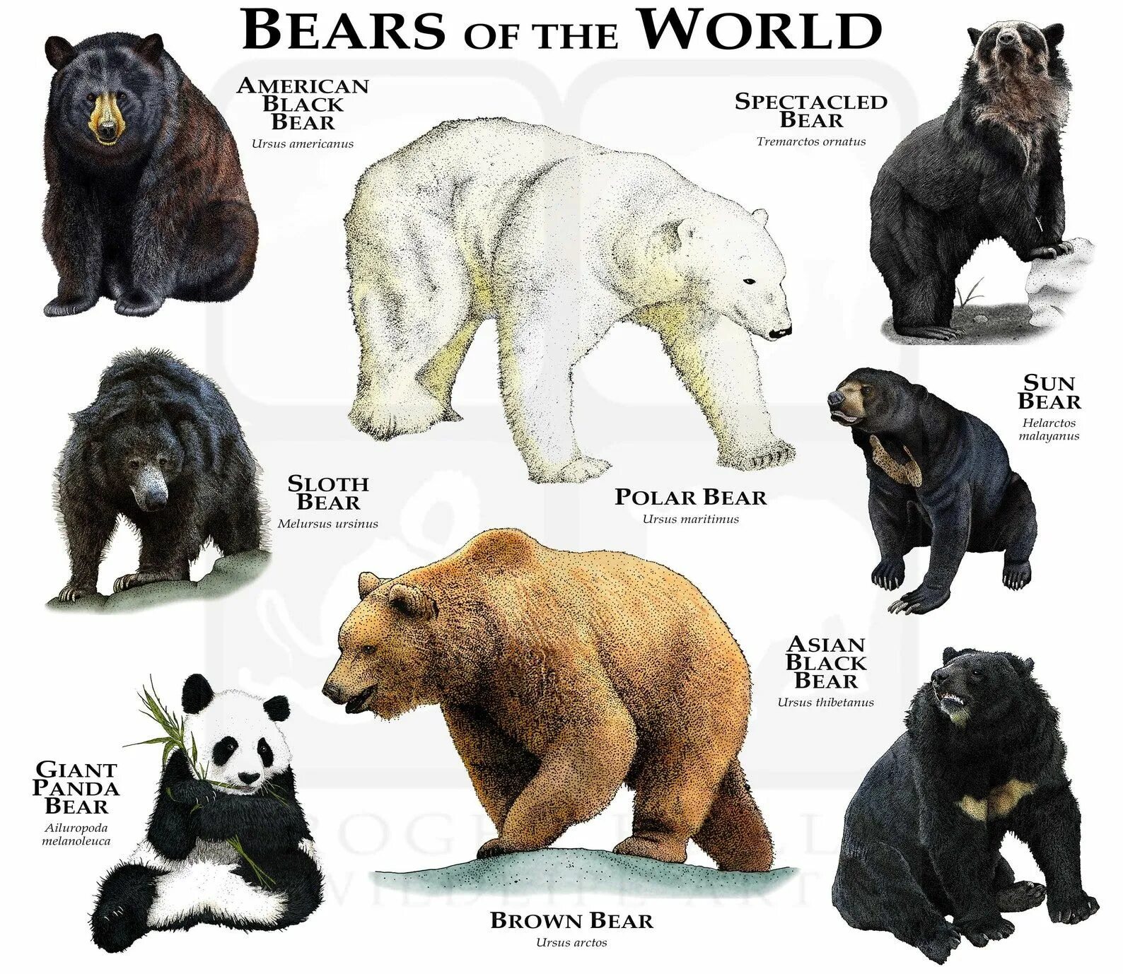 Медведи названия и фото Ours du monde - Etsy France Ursus thibetanus, Uccelli da compagnia, Peluche di a