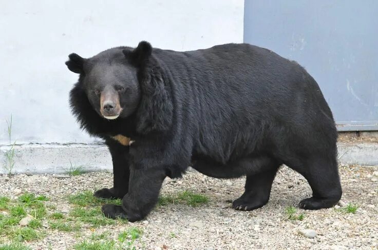 Медведи названия и фото Asiatic Black Bear Asiatic black bear/ Ursus thibetanus Asian black bear, Black 