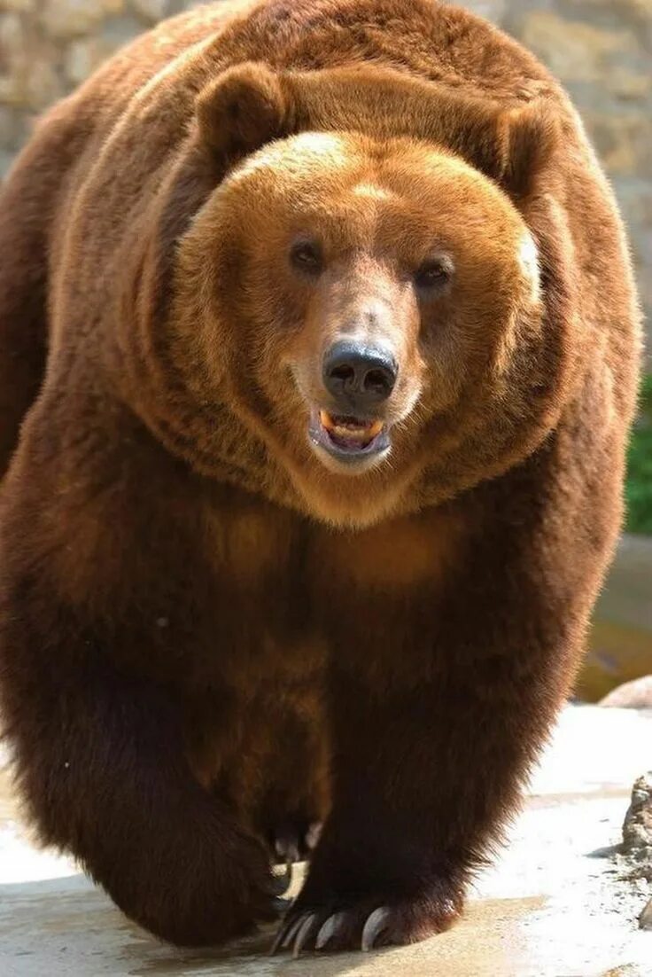 Медведи названия и фото Pin on Cute Beautiful and Awesome Animals Animals wild, Endangered animals, Brow