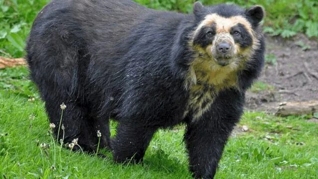 Медведи названия и фото Звуки очкового медведя. Spectacled bear sounds - смотреть видео онлайн от "Славн