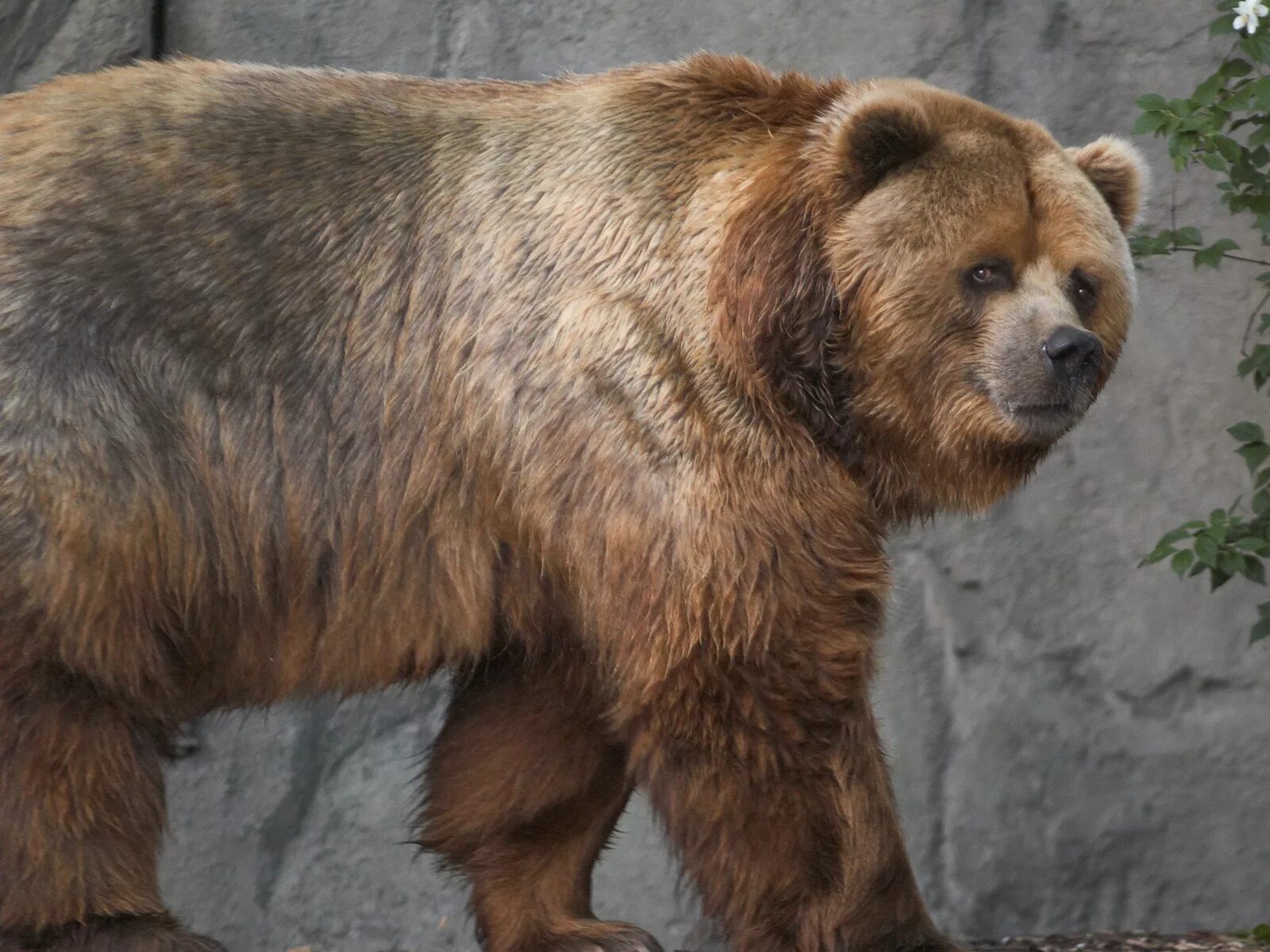 Медведи названия и фото Файл:Kodiak bear in germany.jpg - Википедия
