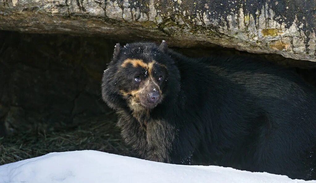 Медведи пер макушина 14 фото Spectactled bear looking outside the cave This spectacled . Flickr