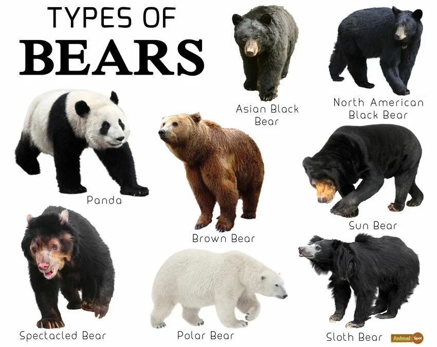 Медведи разные фото и названия Bear Facts, Types, Lifespan, Classification, Habitat, Pictures Bear species, Bea
