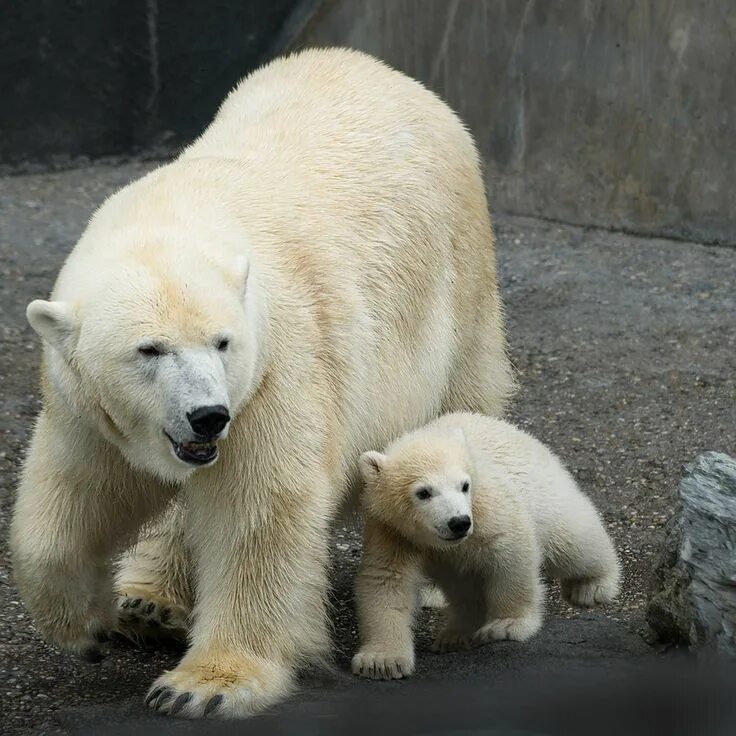 Медведи разные фото и названия Wilbär Eisbär, Tier fotos, Bär