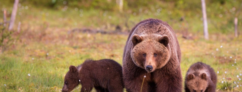 Медведи разные фото и названия Wallpaper bear, animal, section Animals, size 3840x2160 UHD 4К (ultra HD) - down