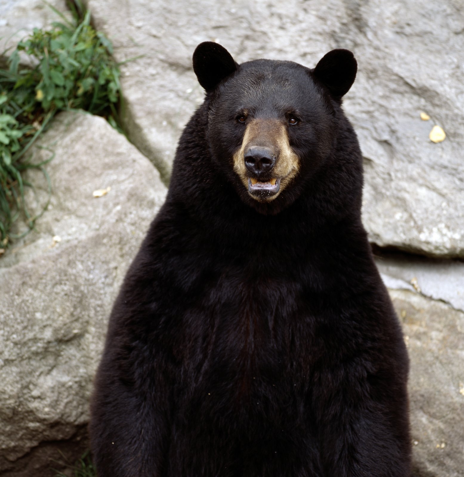 Медведи разные фото и названия Музыкальный профиль bearplanet Last.fm