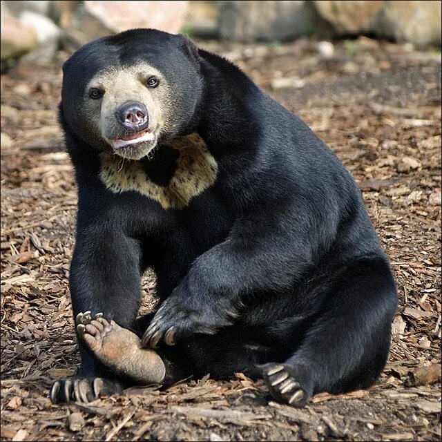 Медведи разные фото и названия Oh, I've got an itch Bear species, Spirit bear, Bear