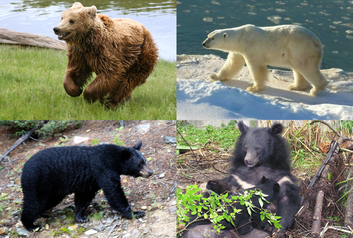 Медведи разные фото и названия Ursus (genus) - Wikipedia bahasa Indonesia, ensiklopedia bebas