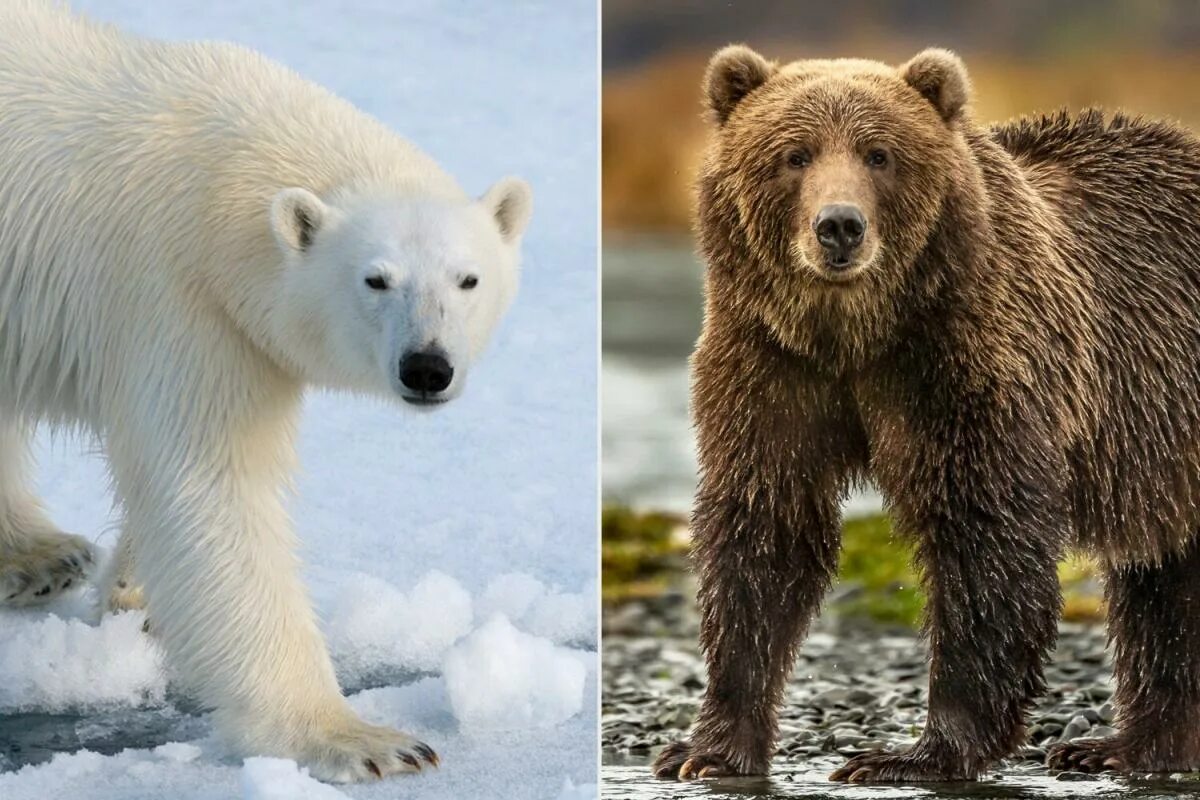 Медведи разные фото и названия Climate Change Could Lead to Increase in 'Pizzly' Bears, a Polar Bear and Grizzl