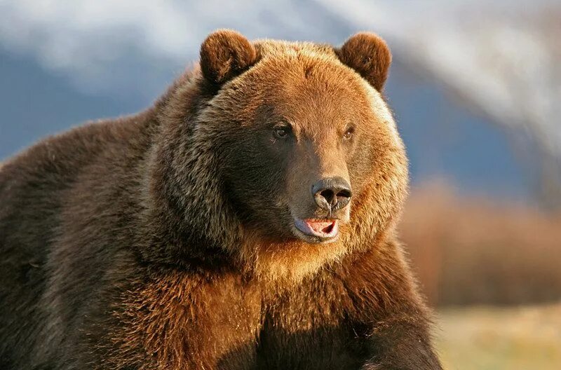 Медведи россии фото с названиями Portrait of a Grizzly.
