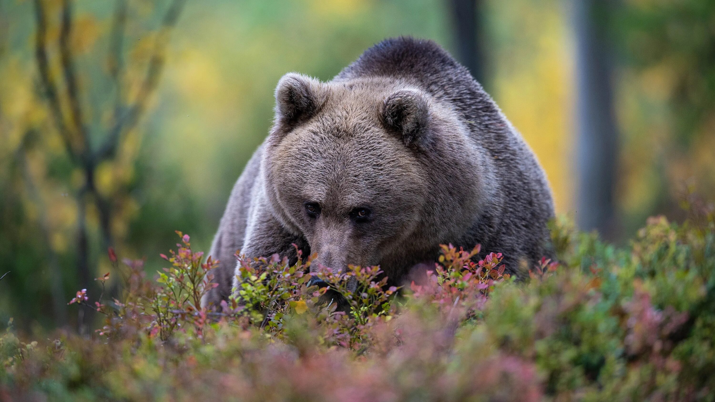 Медведи россии фото с названиями Download wallpaper face, branches, thickets, portrait, bear, the bushes, section