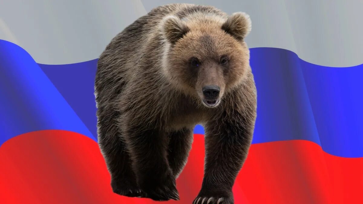 Медведи россии фото с названиями Бердичевский посоветовал "шестеркам" США не тыкать "веточками" в российского мед