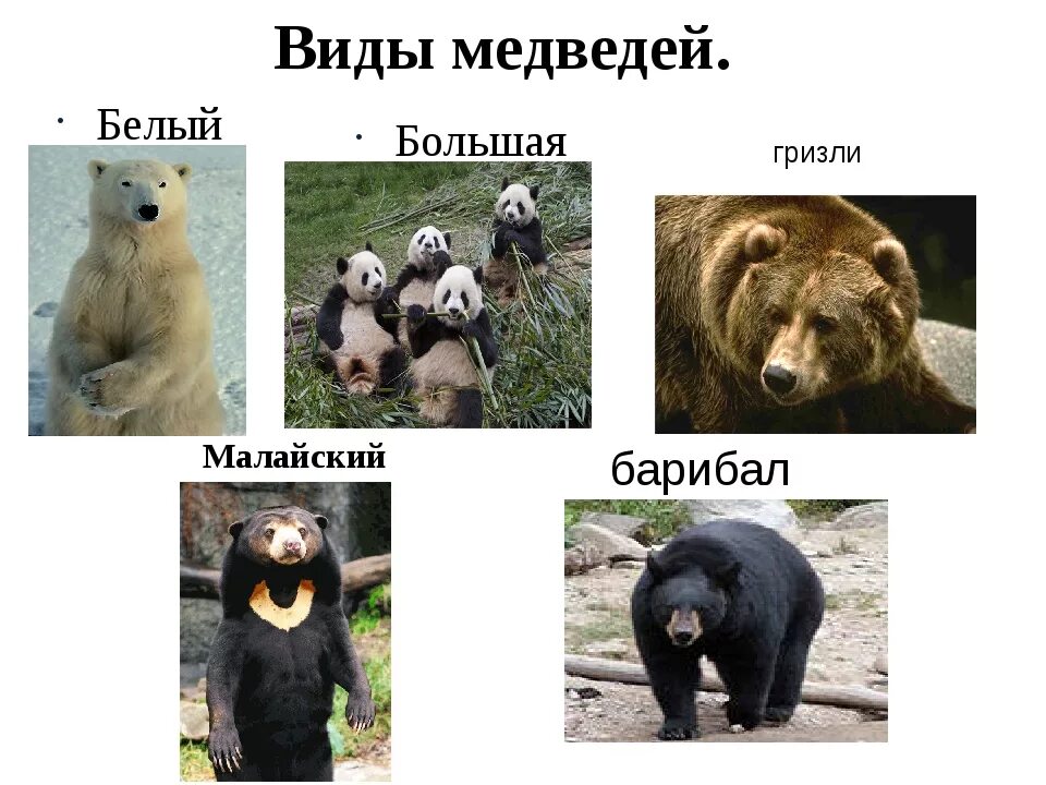 Медведи россии фото с названиями Такие разные медведи проект