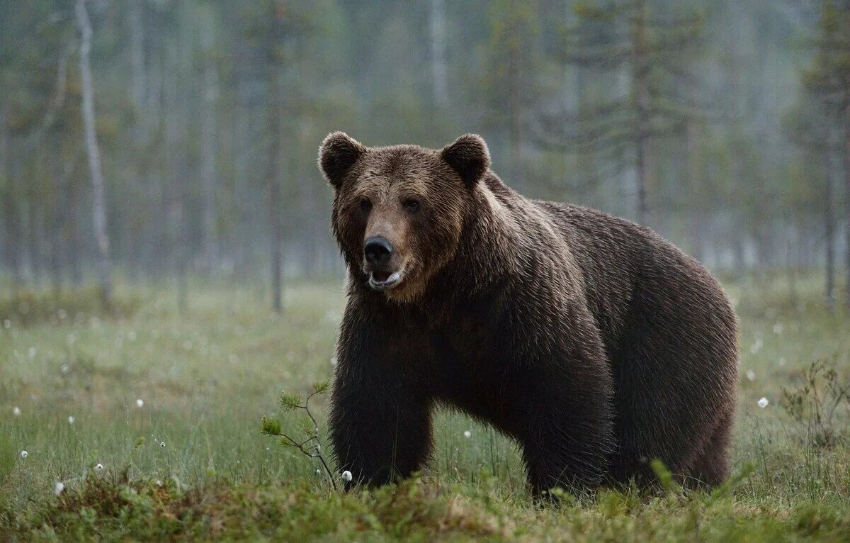 Медведи россии фото с названиями Медведи в дикой природе. Виды, фото и описание . Animal Planet - Мир животных Дз
