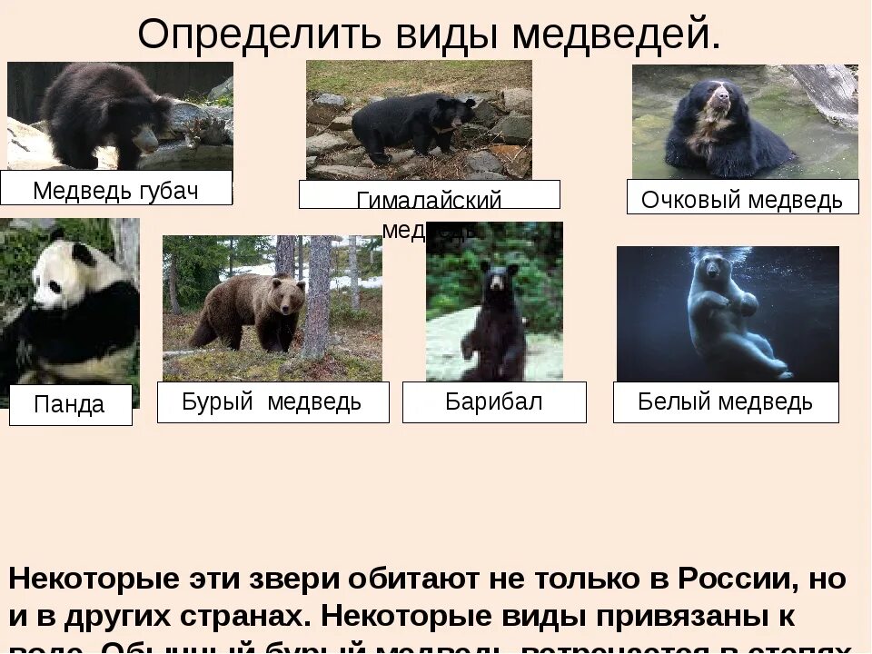 Медведи россии фото с названиями Картинки МЕДВЕДЬ КАКОЙ ВИД И ГРУППА
