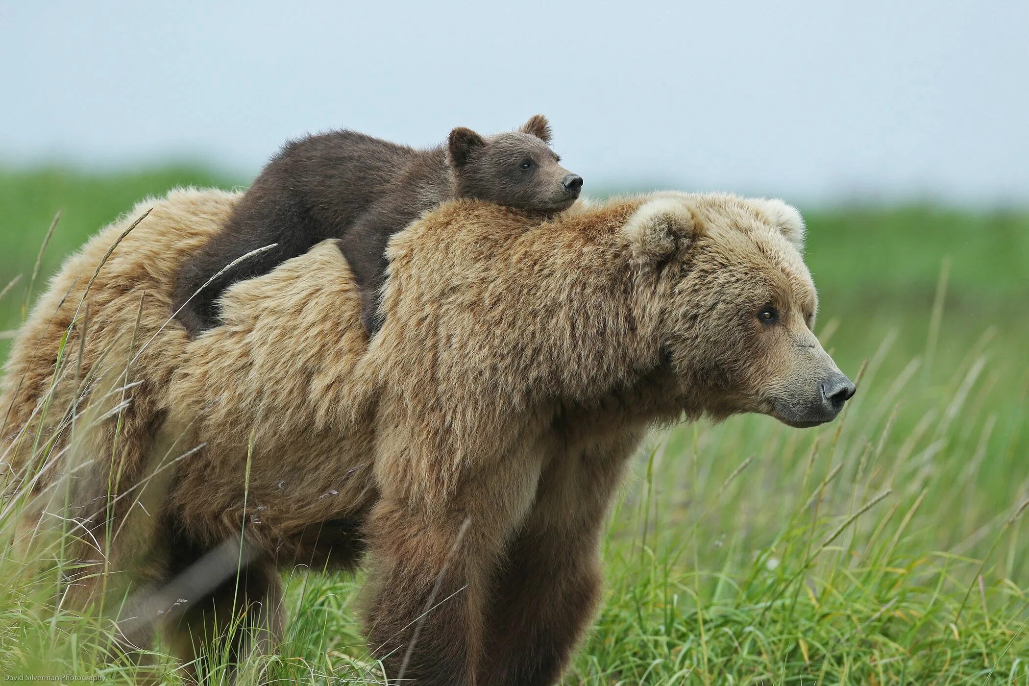 Медведи россии фото с названиями Zdjęcia i filmy - tag #niedzwiedzie Fotos de osos, Aves de compañía, Animales