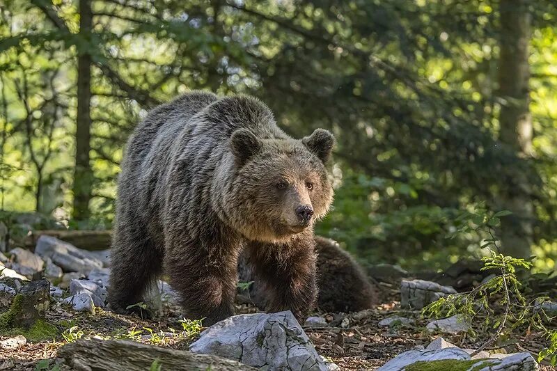 Медведи россии виды фото Wikipedia:Featured picture candidates/Female Eurasian brown bear - Wikipedia
