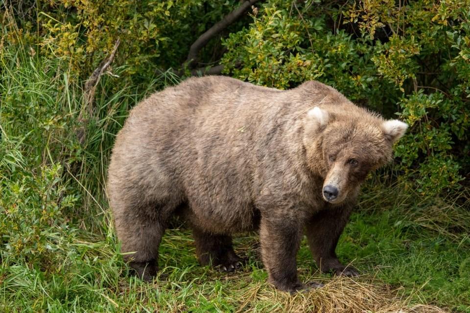 Медведи россии виды фото Fat Bear Week 2022 is here. Meet this year's contenders