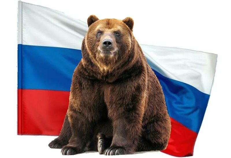 Медведи россии виды фото Внеклассное мероприятие - начальные классы, мероприятия
