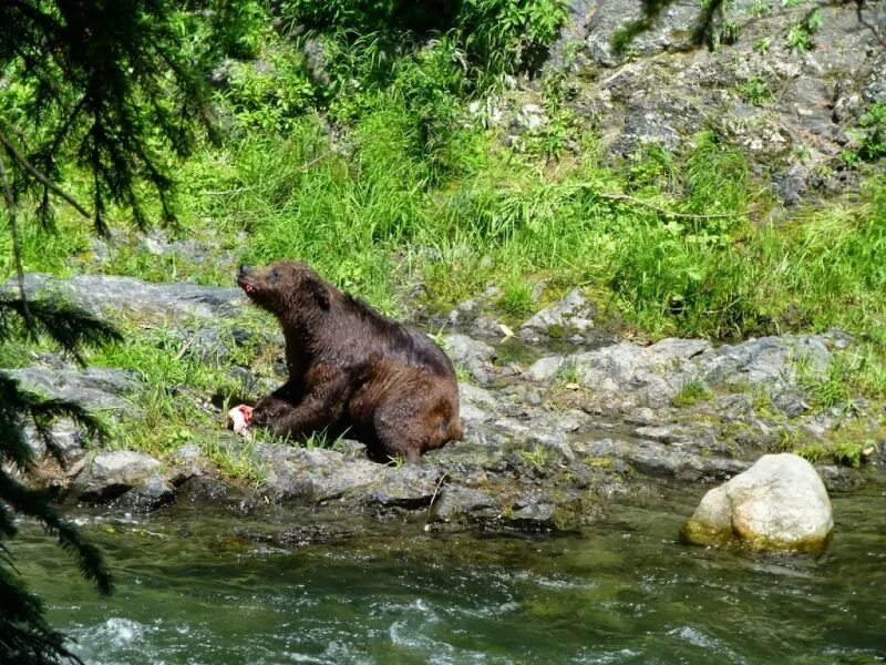 Медведи сахалина фото Медведи ловят рыбу на Сахалине - Охота и рыбалка - Медиаплатформа МирТесен