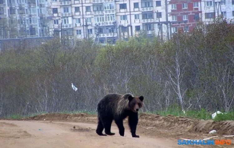Медведи сахалина фото На Сахалине и Курилах разрешили отстрел 432 бурых медведей. Новости Южно-Сахалин