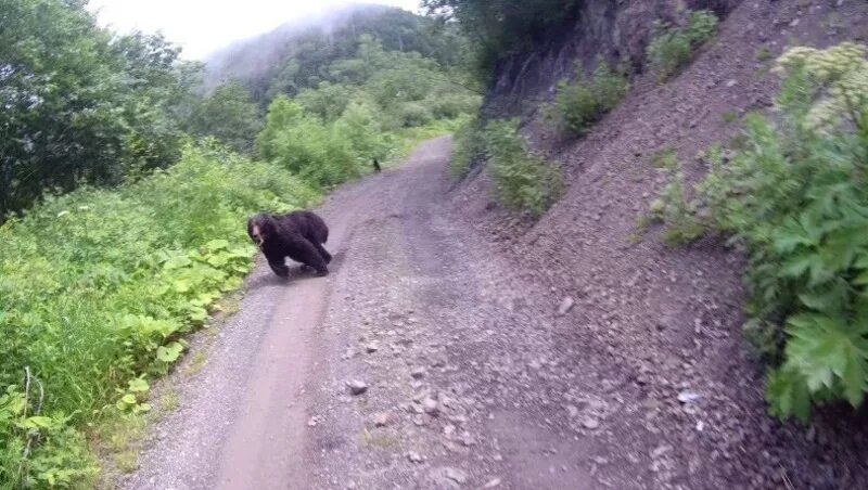 Медведи сахалина фото Мотоциклист повстречал косолапых жителей леса на дороге к мысу Великан SAKH.ONLI