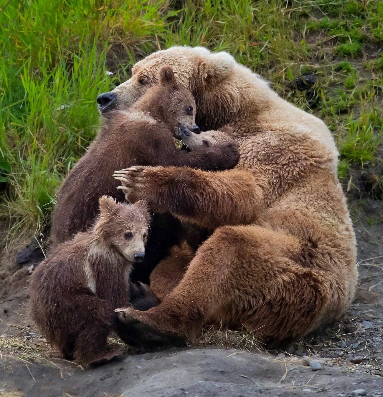 Медведи семья фото Grizzly bear mama! Animals wild, Animals beautiful, Cute baby animals