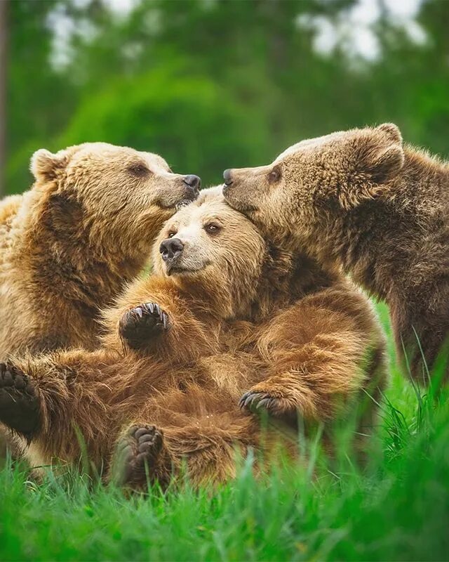 Медведи семья фото Bear Mama peeking through her cubs after breast feeding them. Swipe left for mor