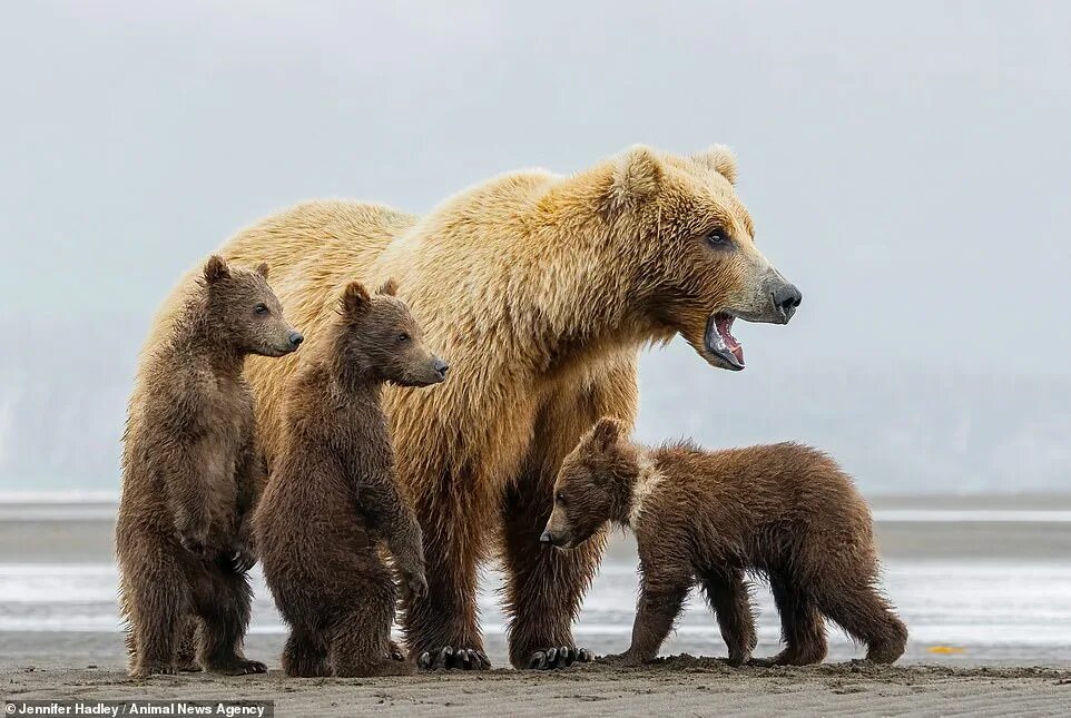 Медведи семья фото Bear hug! Adorable cubs snuggle down for a nap on their mother's back on Alaskan