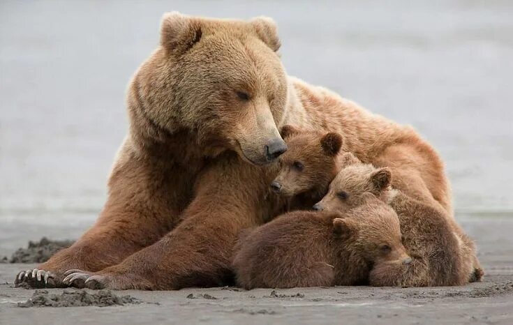 Медведи семья фото Картинки по запросу медведица с медвежатами Bear, Grizzly bear, Bear pictures