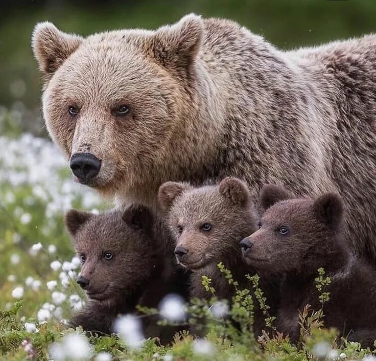 Медведи семья фото Pin on Animals / 8 Secties