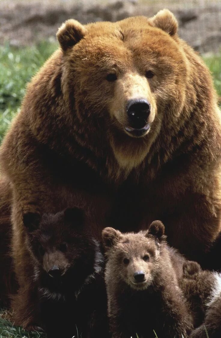 Медведи семья фото 4286301-2400x1570 Bear, Animals wild, Grizzly bear