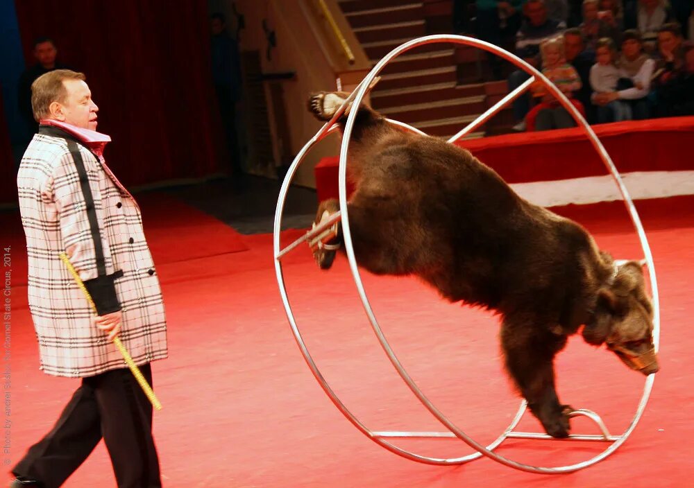 Медведи в цирке фото Gomel State Circus