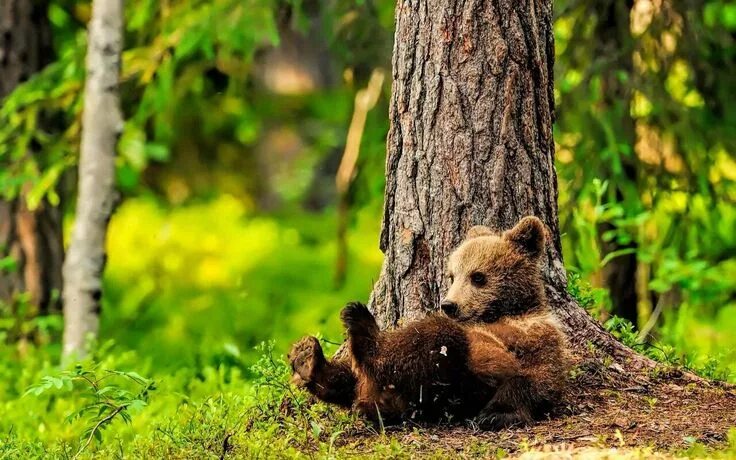 Медведик лесная ул 4 фото и видео Pin on Мишки такие разные Brown bear, Bear cubs, Bear