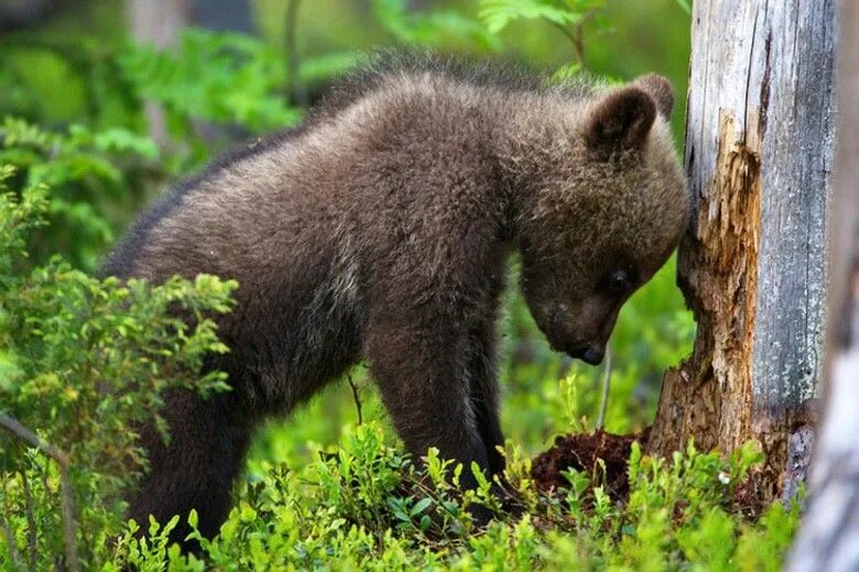 Медведик лесная ул 4 фото и видео Rise and Shine (26 Photos) Bear, Bear cubs, Funny animals