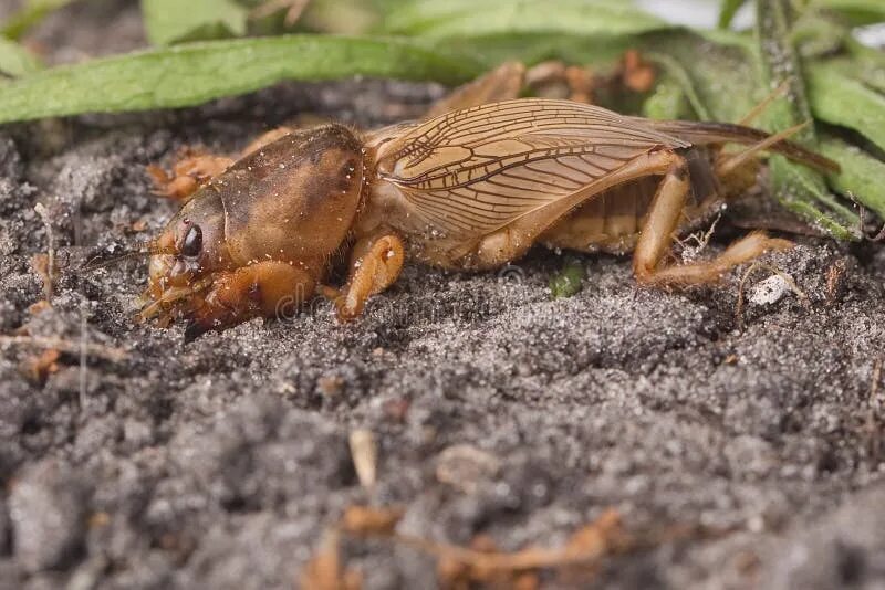 Медведка фото земли Pest Control - Southern Mole Cricket Stock Image - Image of southern, brown: 416