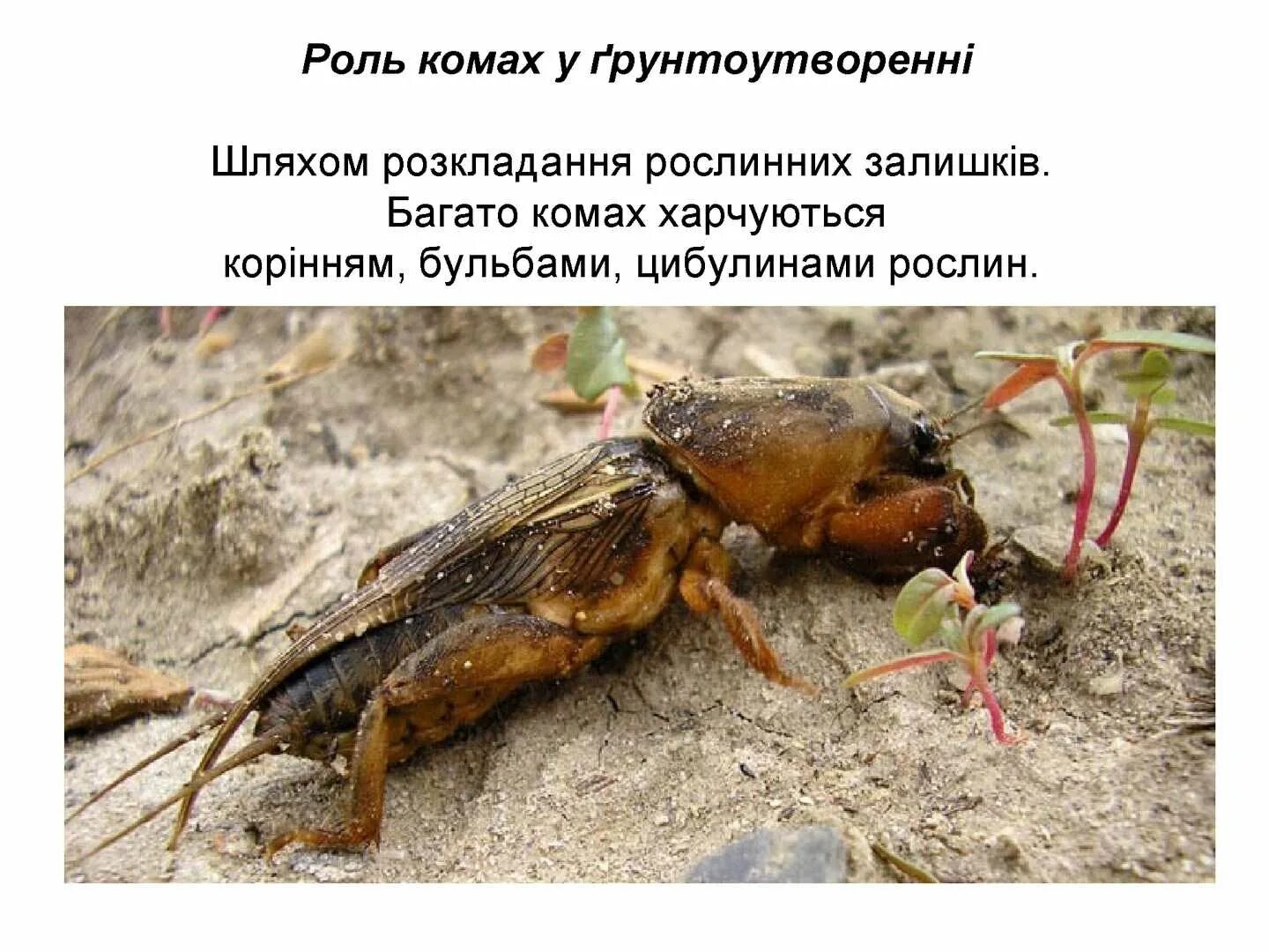 Медведка фото земли Борьба с медведкой на садовом участке навсегда - найдено 85 картинок