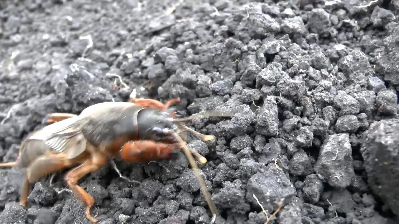 Медведка как роет землю фото Mole cricket - YouTube