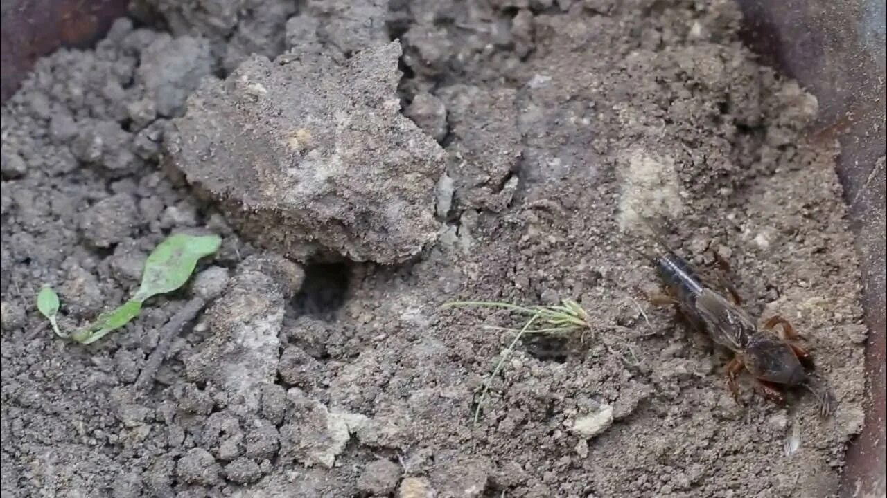 Медведка как роет землю фото Big garden pest mole cricket 2016!!! Gryllotalpa gryllotalpa - YouTube