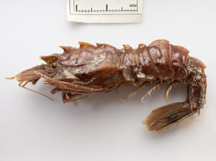 Медведка морская дальневосточная фото WoRMS - World Register of Marine Species