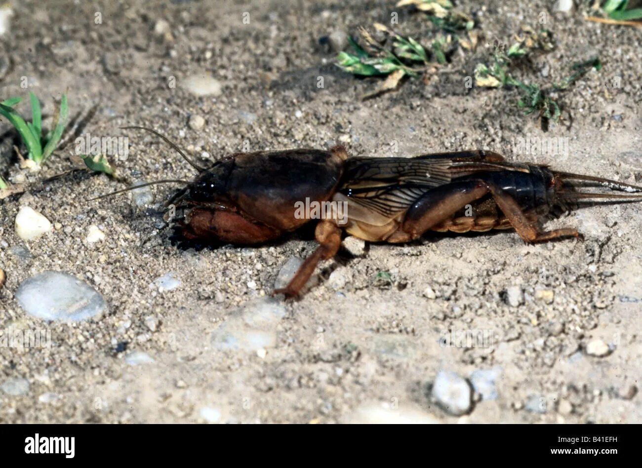Медведка морская дальневосточная фото Mole cricket gryllotalpa hi-res stock photography and images - Alamy