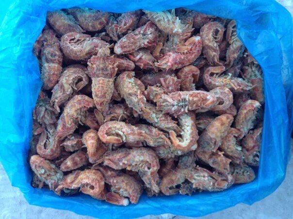 Медведка морская дальневосточная фото The bear is a very rare type of shrimp, an irregular guest on the shelves of Rus