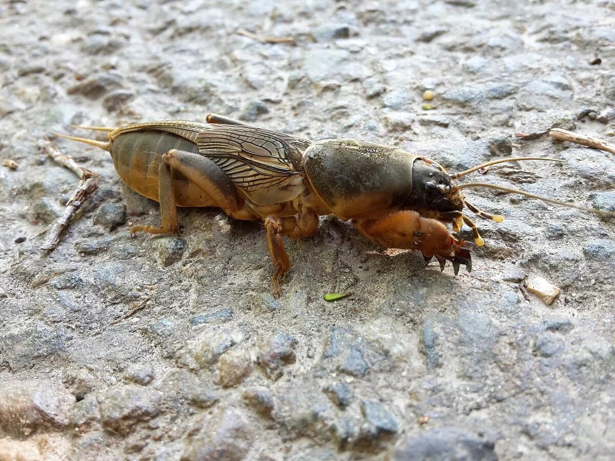 Медведка морская фото Gryllotalpoidea - Wikipedia