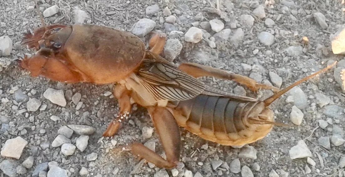 Медведка морская фото Insect Identification