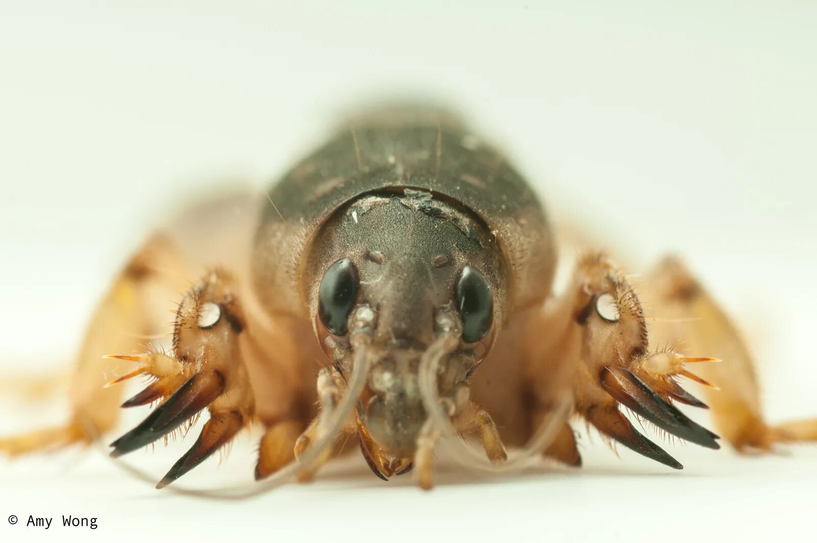Медведка морская фото Eggs Of The Shortwinged Mole Cricket, Scapteriscus 5AB